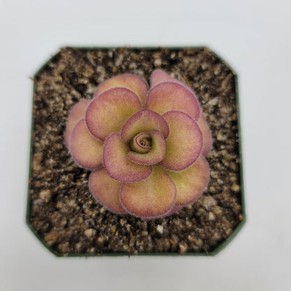 Pinguicula agnata 'El Lobo'