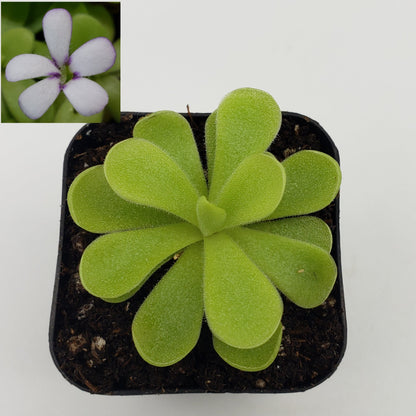 Pinguicula agnata "True Blue" x gigantea – Rare Hybrid Carnivorous Butterwort | Live Plant