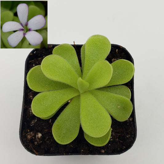 Pinguicula agnata "True Blue" x gigantea – Rare Hybrid Carnivorous Butterwort | Live Plant