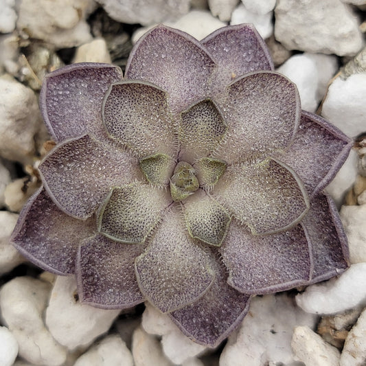 Pinguicula cyclosecta {Dulces Nombres, Nuevo León} – Rare Mexican Carnivorous Butterwort | Live Plant