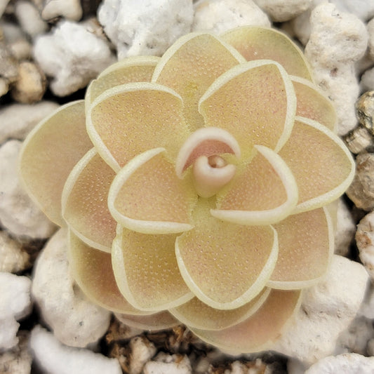 Pinguicula esseriana {Agua de León} – Rare Mexican Carnivorous Butterwort | Live Plant