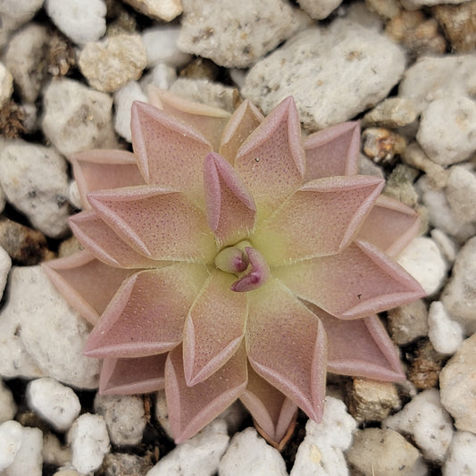 Pinguicula "Estrellita" – Rare Hybrid Carnivorous Butterwort | Live Plant