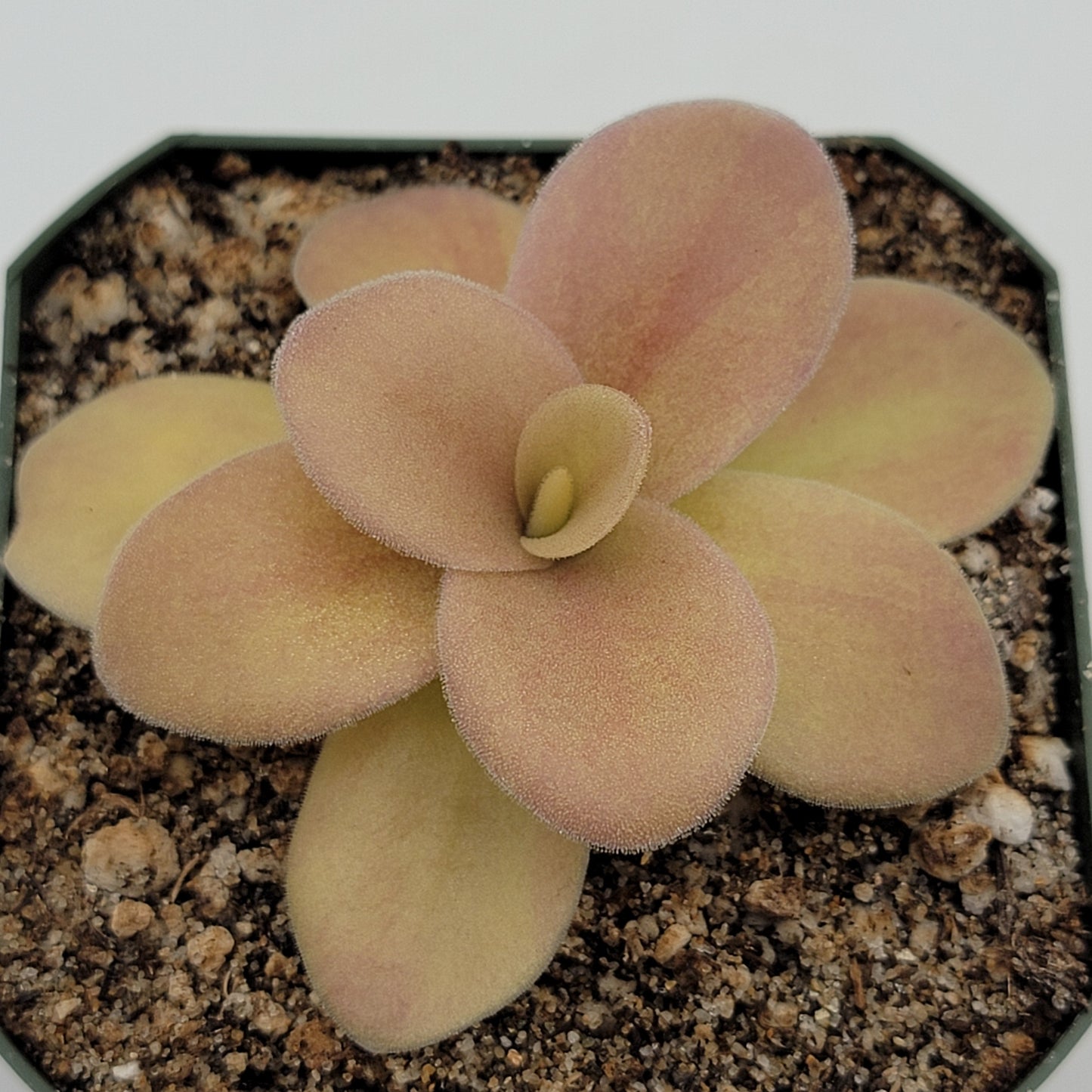 Pinguicula gigantea (Red Flush)