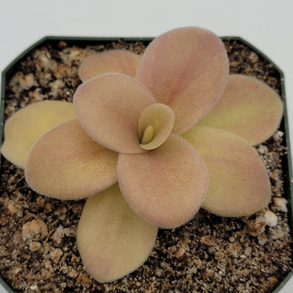 Pinguicula gigantea (Red Flush)