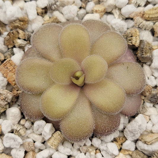 Pinguicula gigantea red x cyclosecta – Rare Hybrid Carnivorous Butterwort | Live Plant