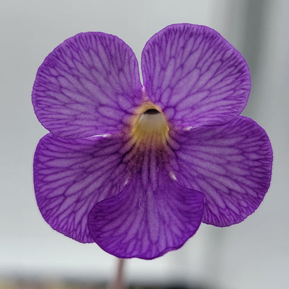 Pinguicula gigantea red x cyclosecta – Rare Hybrid Carnivorous Butterwort | Live Plant
