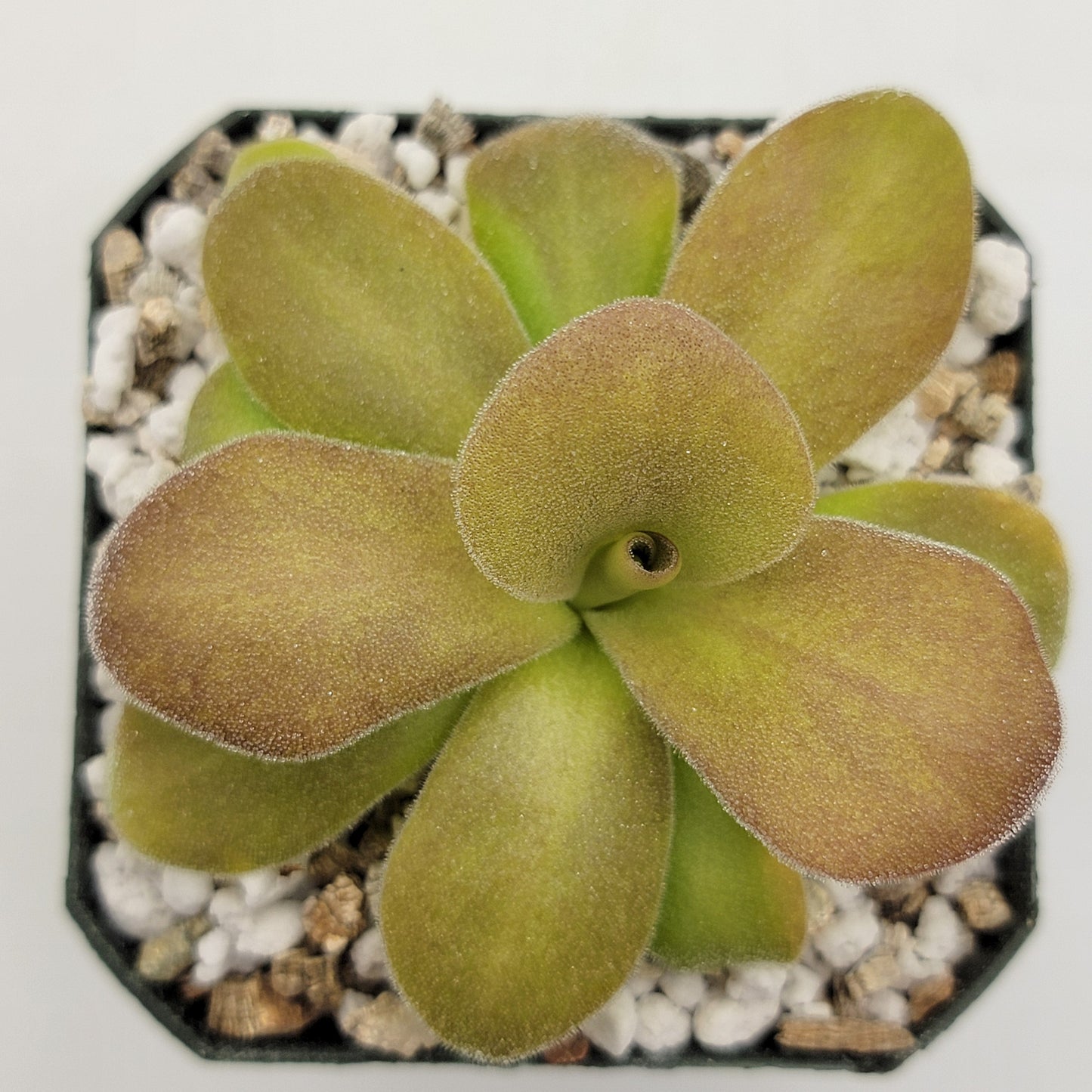 Pinguicula gigantea red x martinezii