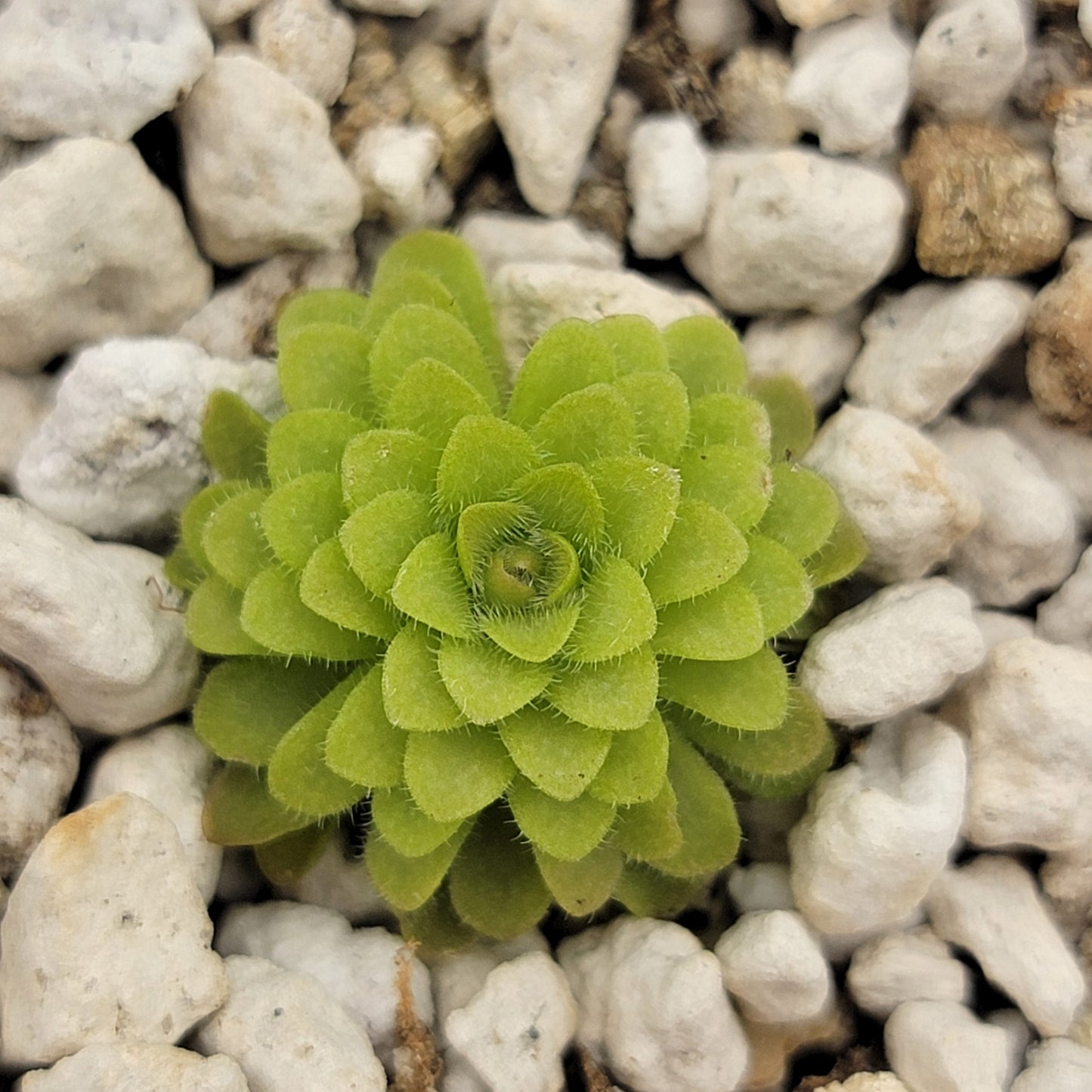 Pinguicula gracilis x laueana – Rare Hybrid Carnivorous Butterwort | Live Plant