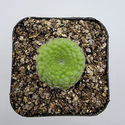 Pinguicula gypsicola {Buena Vista, San Luis Potosí} – Rare Mexican Carnivorous Butterwort | Live Plant