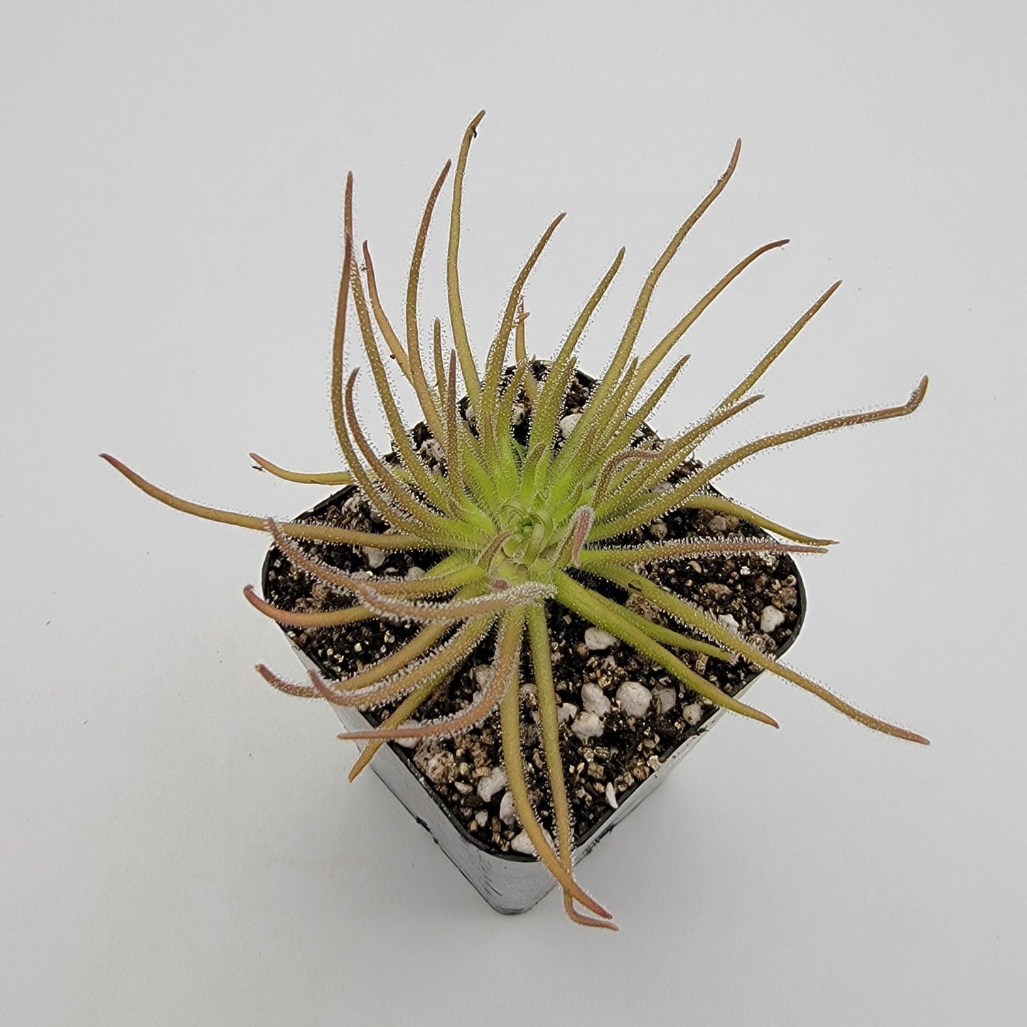 Pinguicula gypsicola {Buena Vista, San Luis Potosí} – Rare Mexican Carnivorous Butterwort | Live Plant