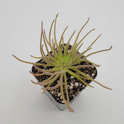 Pinguicula gypsicola {Buena Vista, San Luis Potosí} – Rare Mexican Carnivorous Butterwort | Live Plant