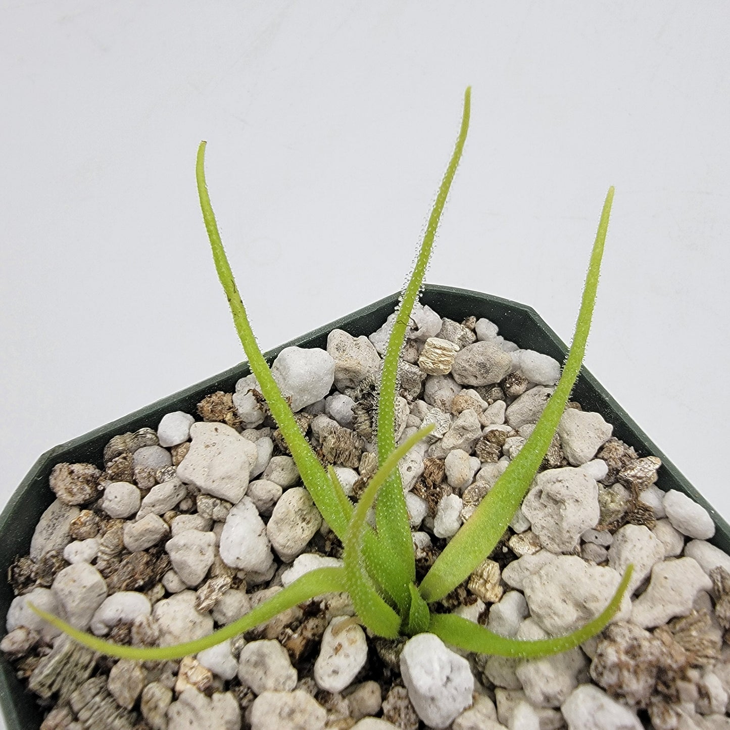 Pinguicula heterophylla – Rare Carnivorous Butterwort | Oaxaca Mexico Native Live Plant