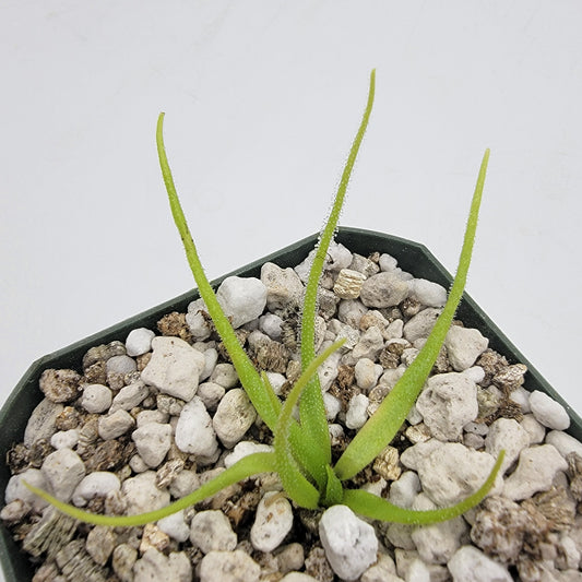 Pinguicula heterophylla – Rare Carnivorous Butterwort | Oaxaca Mexico Native Live Plant
