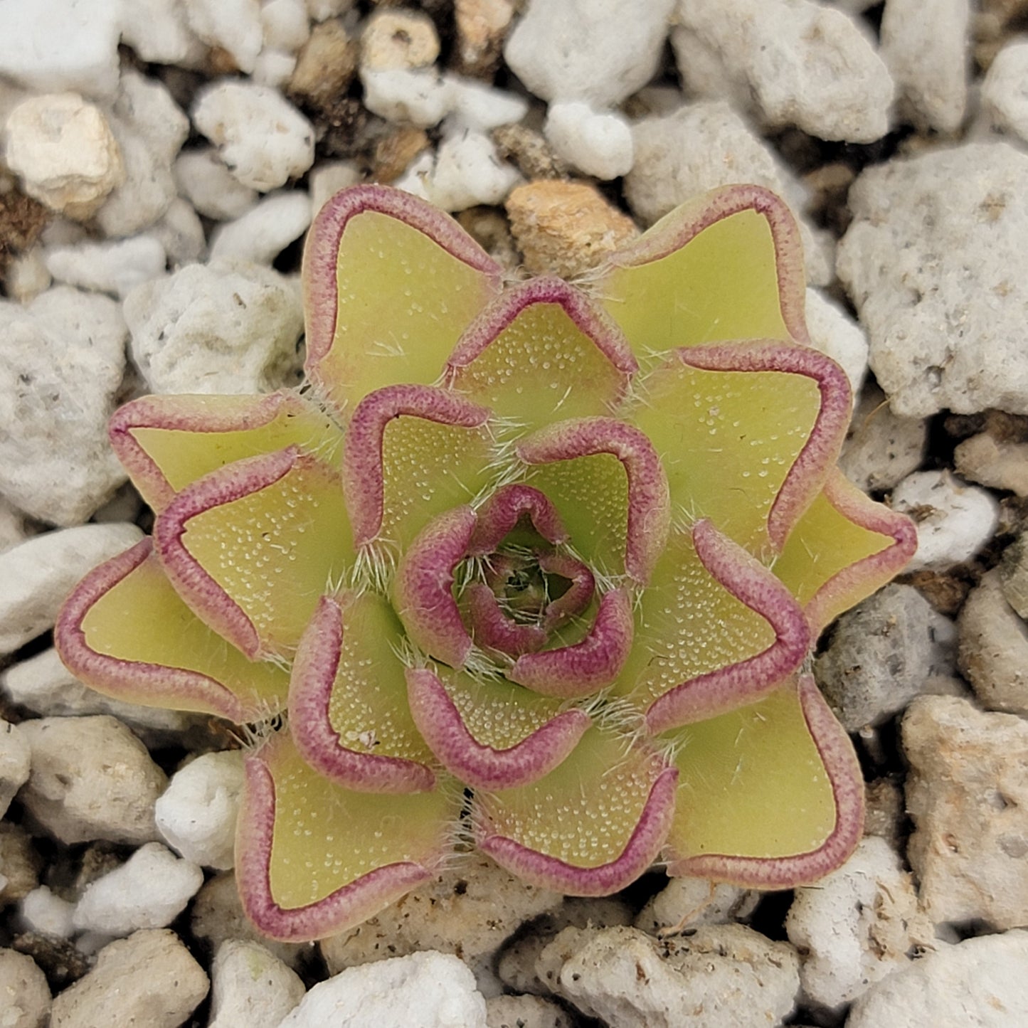 Pinguicula kondoi – Rare Carnivorous Butterwort | Live Perennial Plant