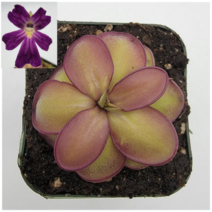 Pinguicula laueana CP2 x emarginata Butterwort – Rare Carnivorous Plant | Live Houseplant