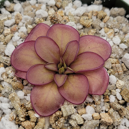 Pinguicula laueana CP2 x emarginata Butterwort – Rare Carnivorous Plant | Live Houseplant