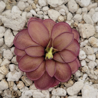 Pinguicula laueana CP2 x emarginata Butterwort – Rare Carnivorous Plant | Live Houseplant