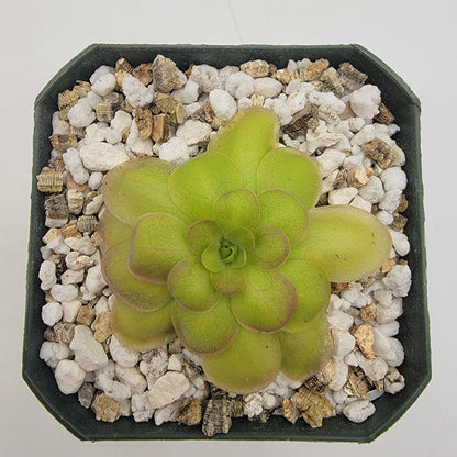 Pinguicula laueana "Crimson Flower"