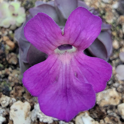 Pinguicula laueana "Tangerine" xPinguicula laueana "Tangerine" x cyclosecta – Rare Hybrid Carnivorous Butterwort | Live Plantcyclosecta