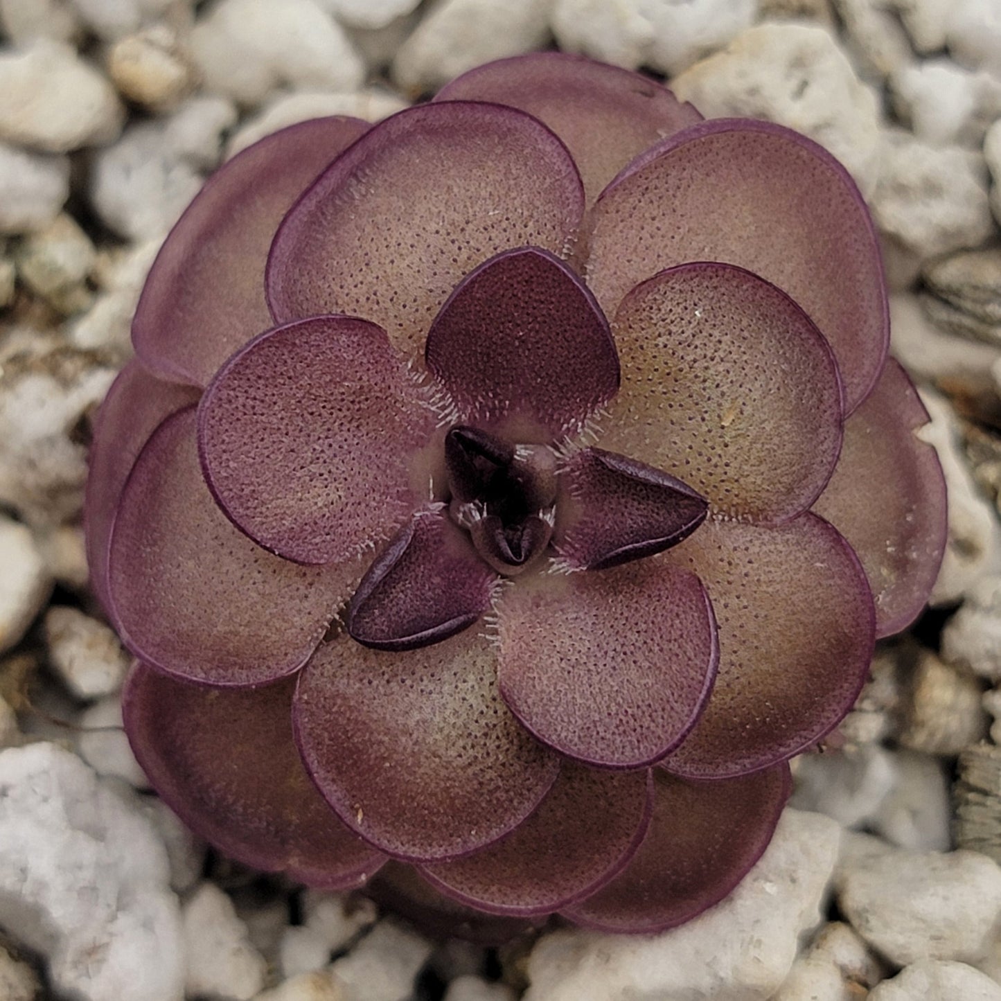 Pinguicula laueana "Tangerine" xPinguicula laueana "Tangerine" x cyclosecta – Rare Hybrid Carnivorous Butterwort | Live Plantcyclosecta