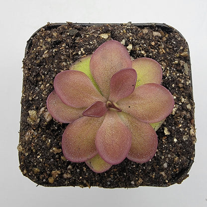 Pinguicula laueana {Undulate Geranium Flower} – Rare Carnivorous Butterwort | Live Plant