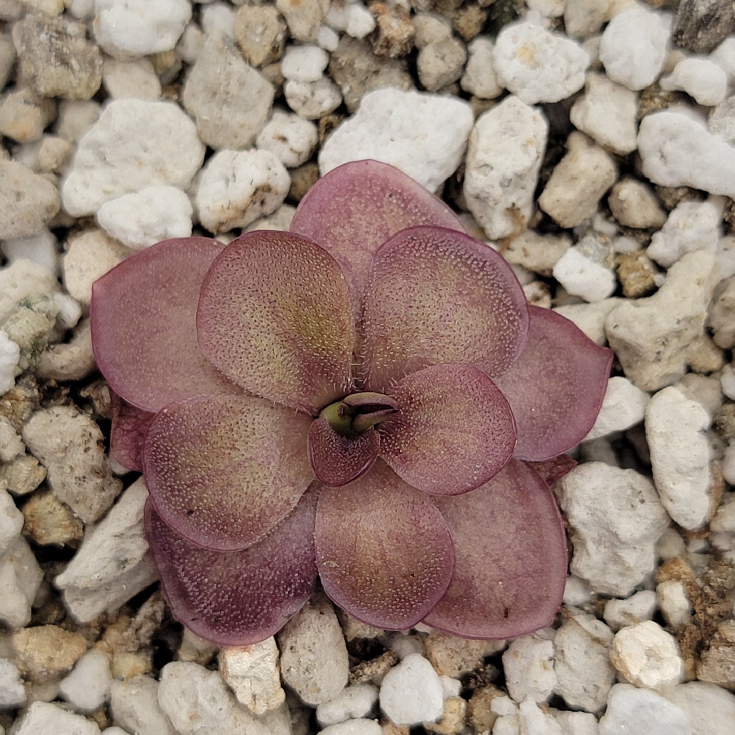 Pinguicula laueana {Undulate Geranium Flower} – Rare Carnivorous Butterwort | Live Plant