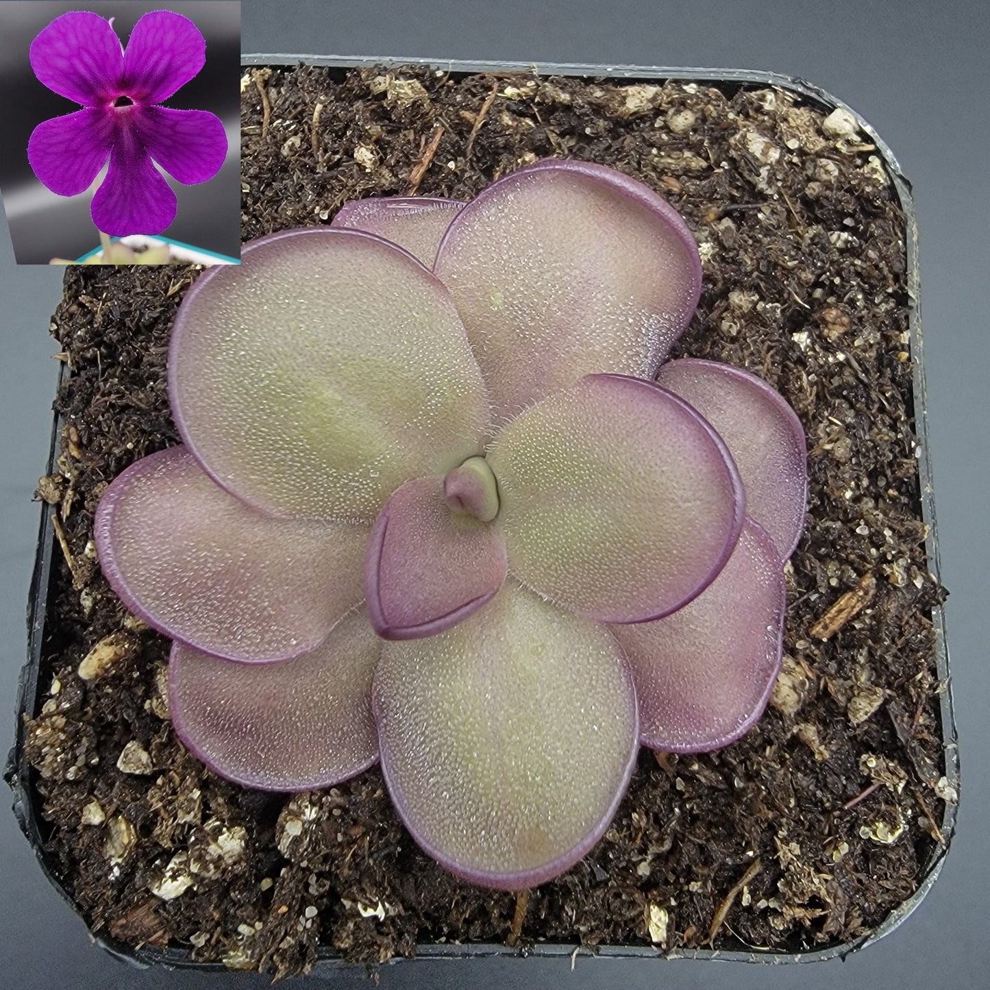Pinguicula "Leilani" – Rare Hybrid Carnivorous Butterwort | Live Plant