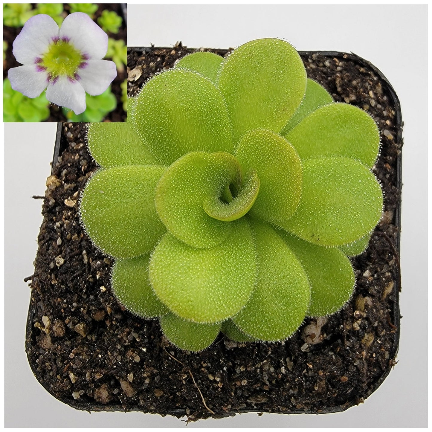 Pinguicula martinezii – Rare Carnivorous Butterwort | Queretaro Mexico Native Live Plant