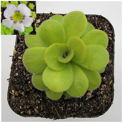 Pinguicula martinezii – Rare Carnivorous Butterwort | Queretaro Mexico Native Live Plant