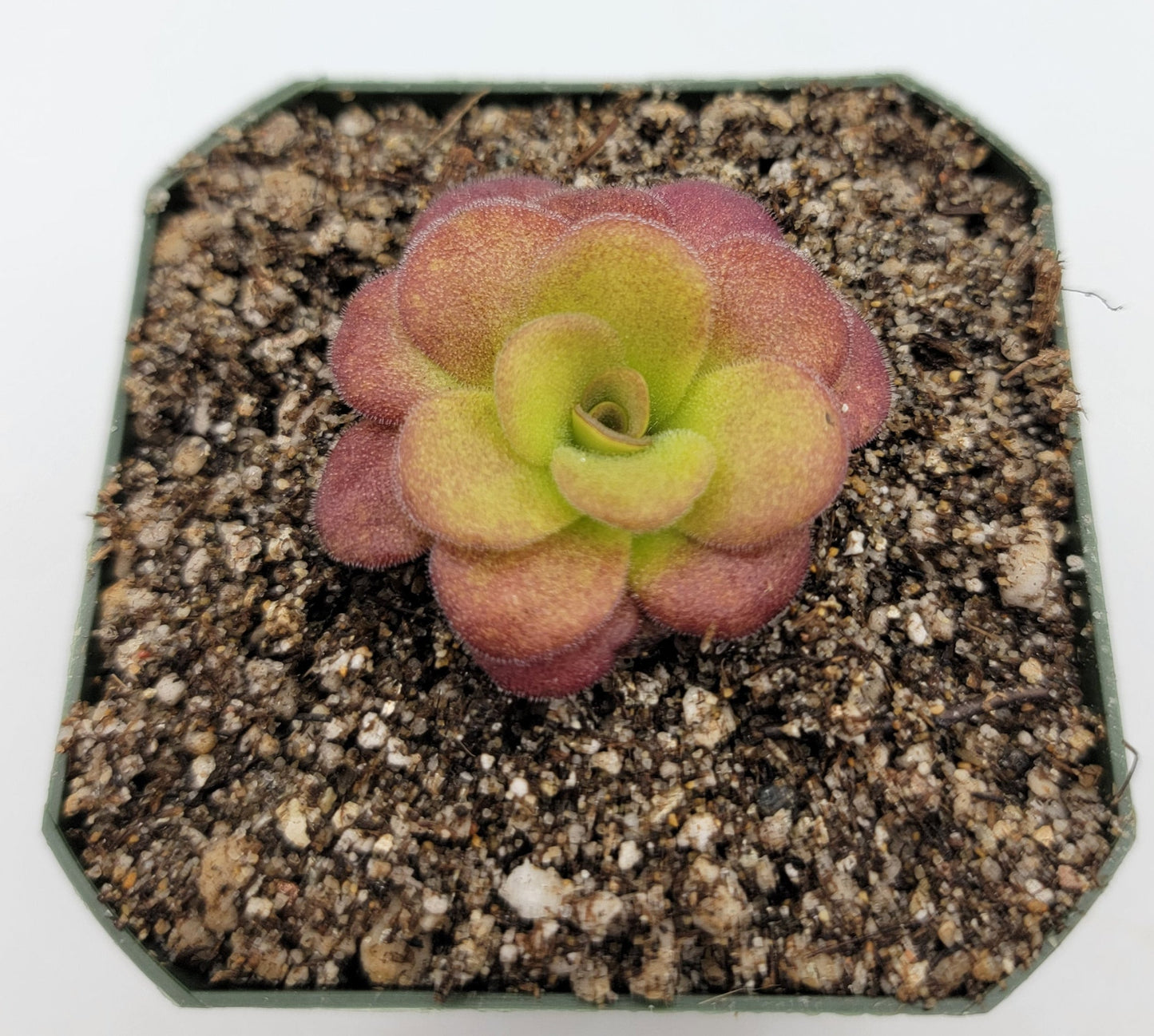 Pinguicula martinezii – Rare Carnivorous Butterwort | Queretaro Mexico Native Live Plant
