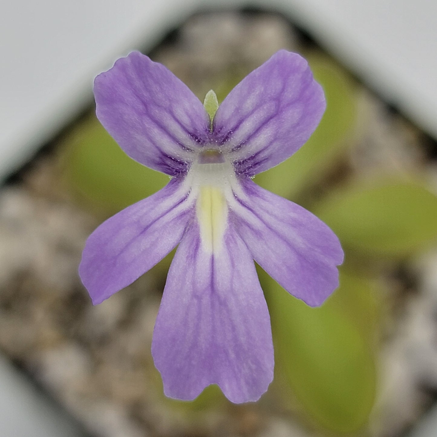 Pinguicula moranensis var. alba x emarginata – Rare Hybrid Carnivorous Butterwort | Live Plant