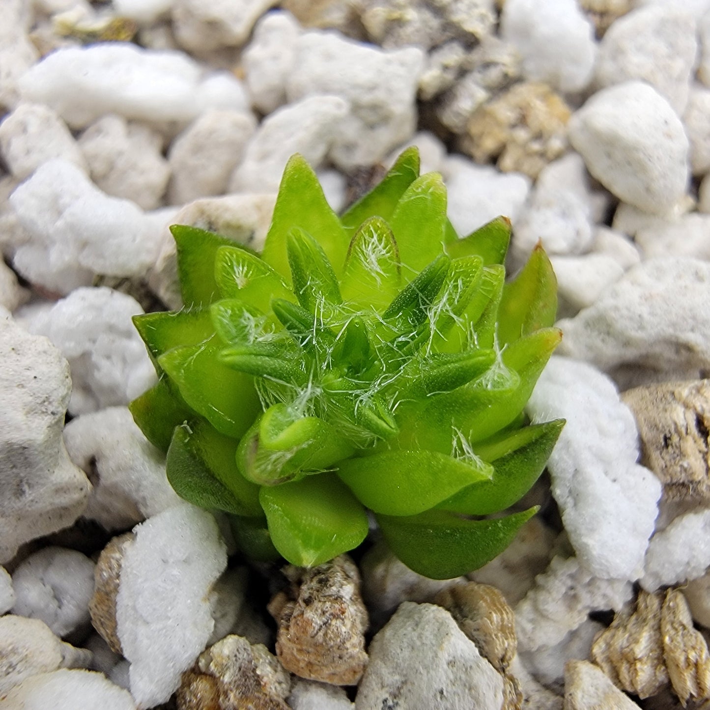 Pinguicula orchidioides – Rare Carnivorous Butterwort | Oaxaca Mexico Native Live Plant