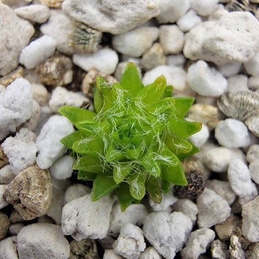 Pinguicula orchidioides – Rare Carnivorous Butterwort | Oaxaca Mexico Native Live Plant