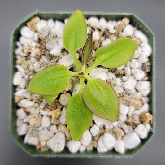 Pinguicula parvifolia – Rare Carnivorous Butterwort | Live Mountain-Dwelling Plant
