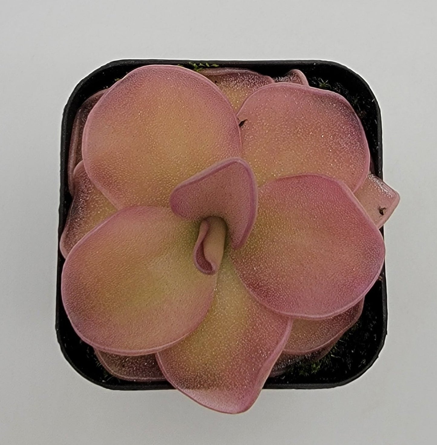 Pinguicula 'Pirouette' – Registered Hybrid Carnivorous Butterwort | Live Plant