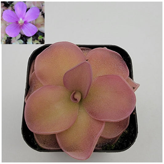 Pinguicula 'Pirouette' – Registered Hybrid Carnivorous Butterwort | Live Plant