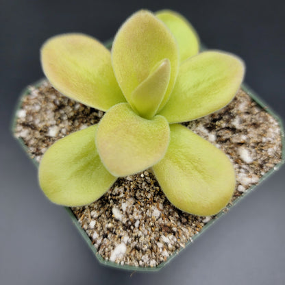 Pinguicula gigantea (Red Flush)