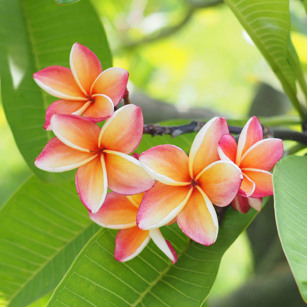 Plumeria