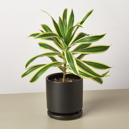 Cylinder Planter -- black or white