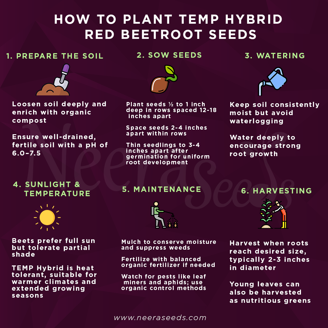 TEMP Hybrid Red Beetroot Seeds for Planting – Heat Tolerant, Uniform Roots, High-Yielding Vegetable Seeds