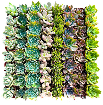 Assorted 2 Inch Succulent Tray