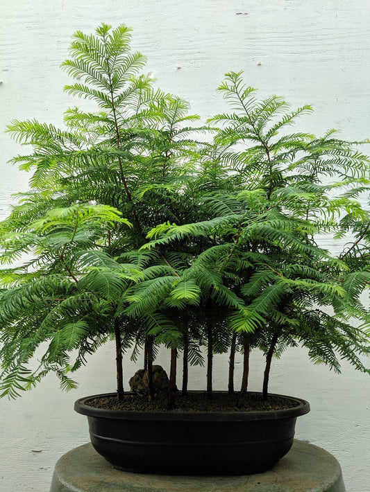 7 Tree Redwood Forest Bonsai Tree Forest