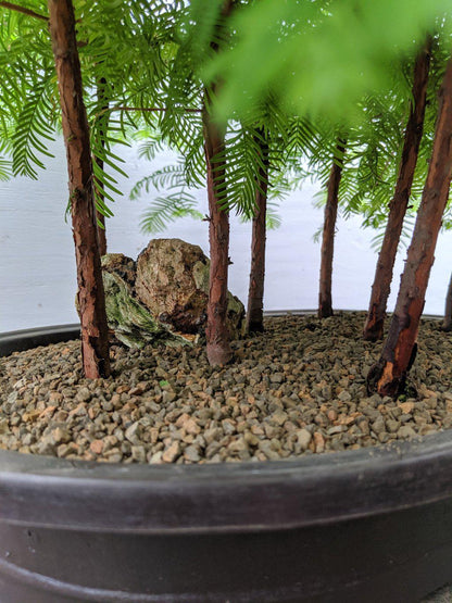 7 Tree Redwood Forest Bonsai Tree Forest