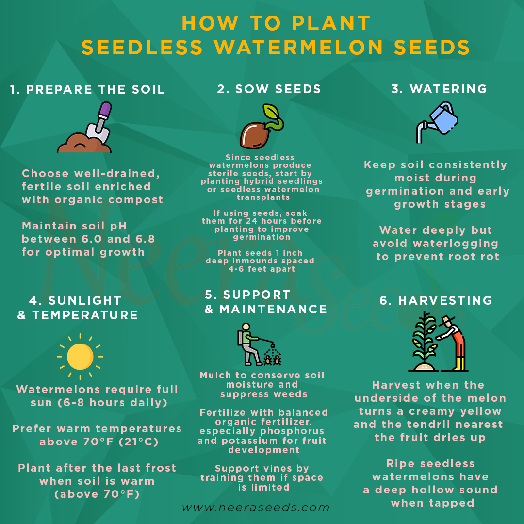 Seedless Watermelon Fruit Seeds for Planting – Heirloom Non-GMO High Germination Organic Garden Seeds