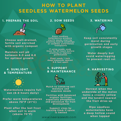 Seedless Watermelon Fruit Seeds for Planting – Heirloom Non-GMO High Germination Organic Garden Seeds