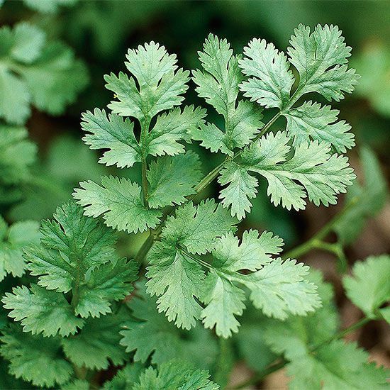 Cilantro Coriander Herb Seeds for Planting – Heirloom, Non-GMO, High Germination Organic Garden Seeds for Culinary Use