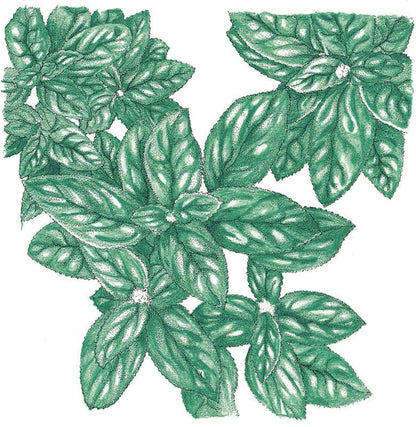 Basil Seeds, Genovese  (Organic)