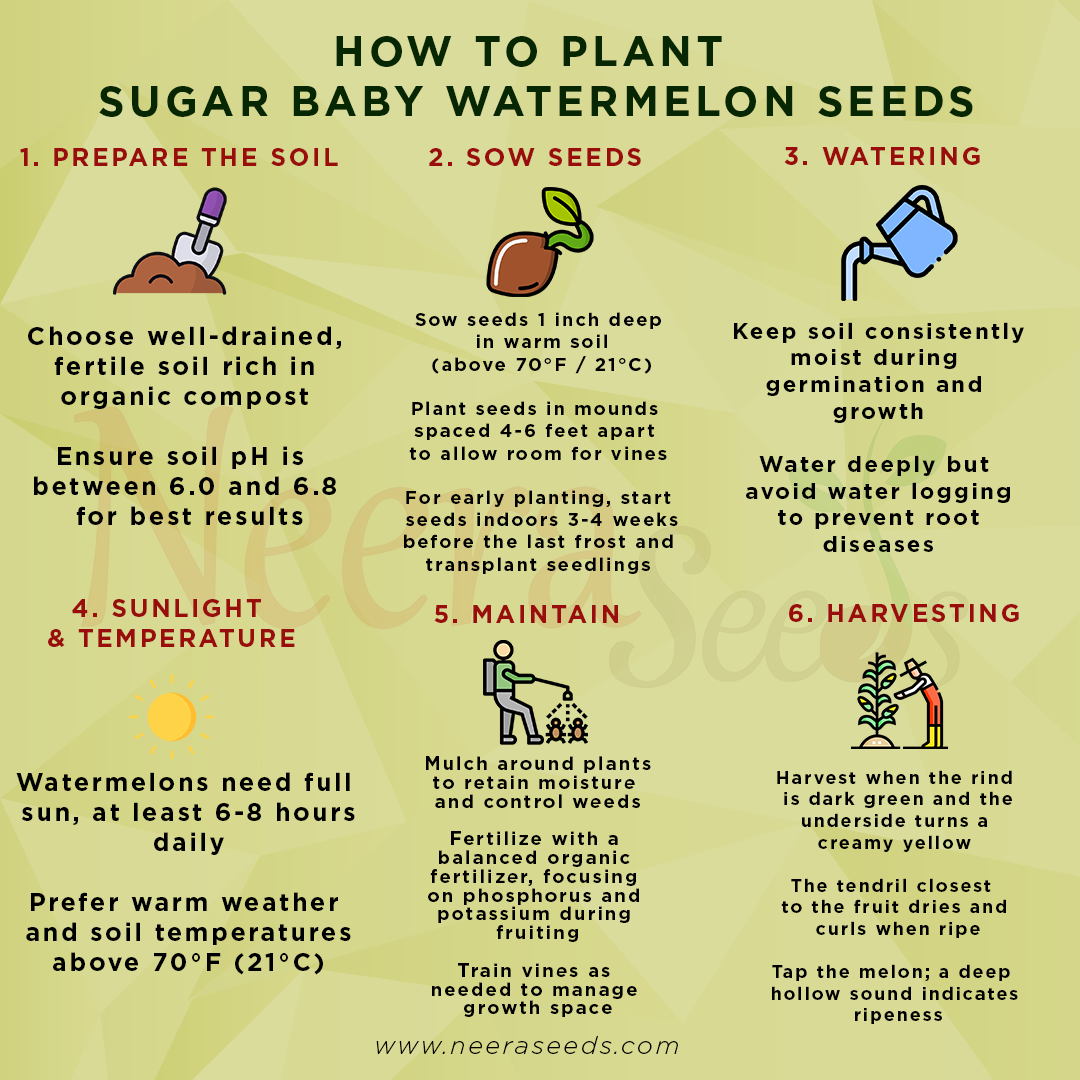 Sugar Baby Watermelon Seeds for Planting – Heirloom, Non-GMO, Sweet Mini Melons for Home Gardens