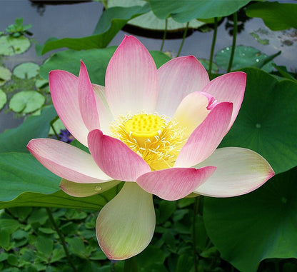 Pink Sacred Lotus Seeds (Nelumbo Nucifera) for Planting – Heirloom & Non-GMO Aquatic Flower Seeds