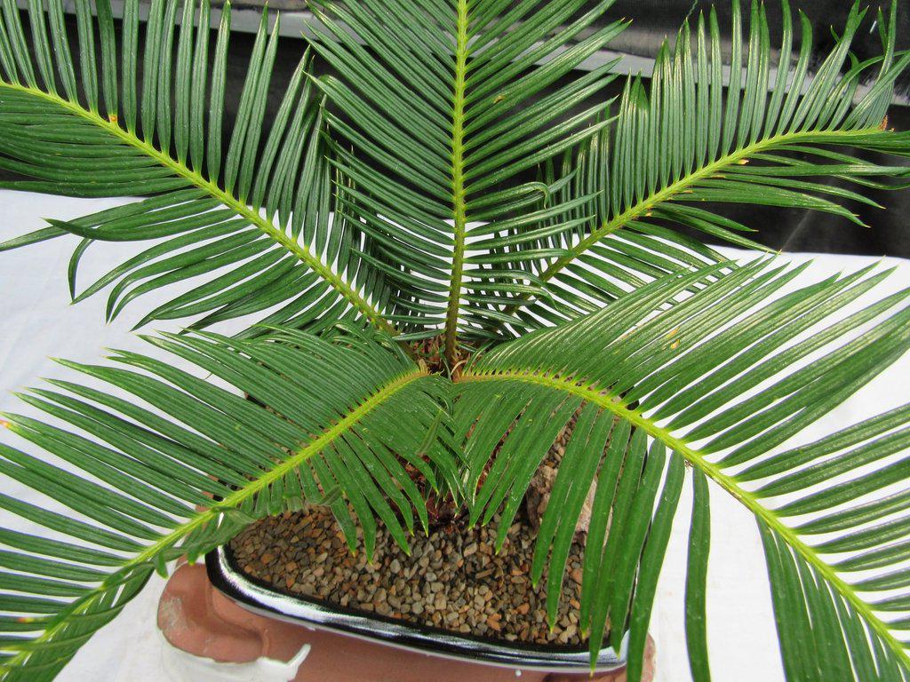 Sago Palm Bonsai Tree